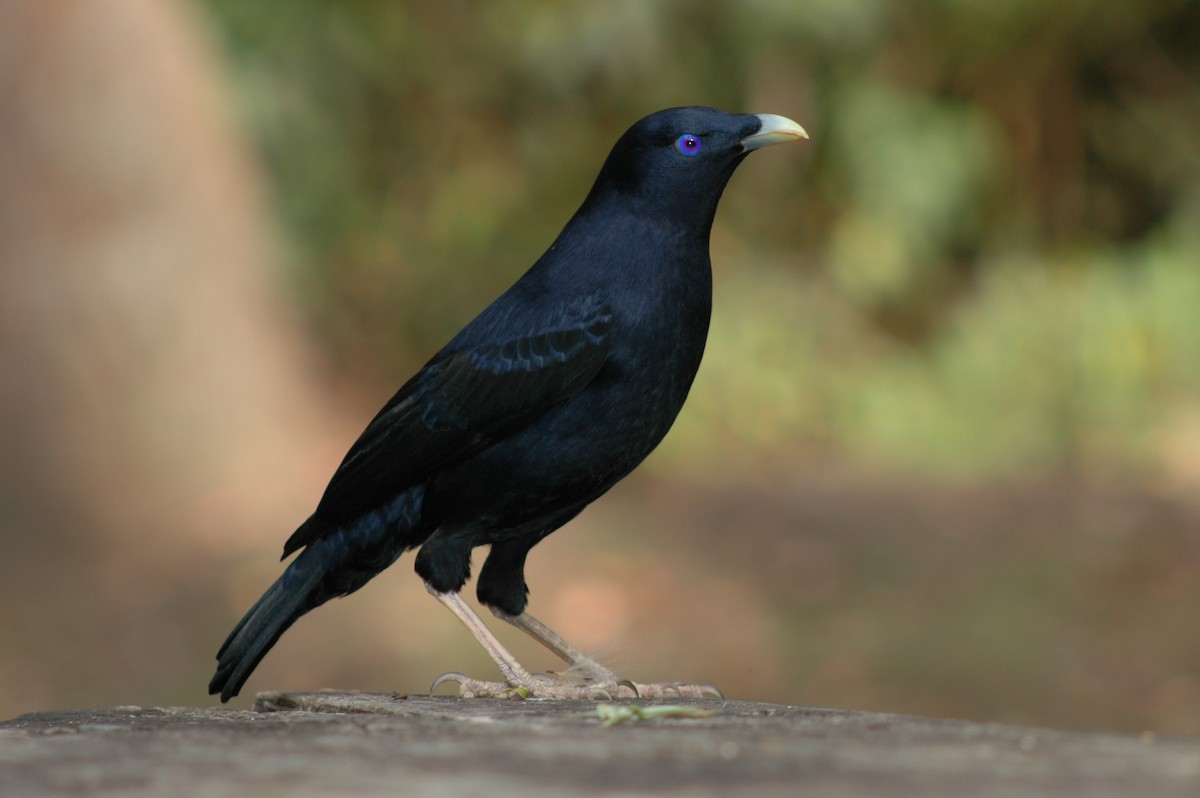 Satin Bowerbird - ML470902971