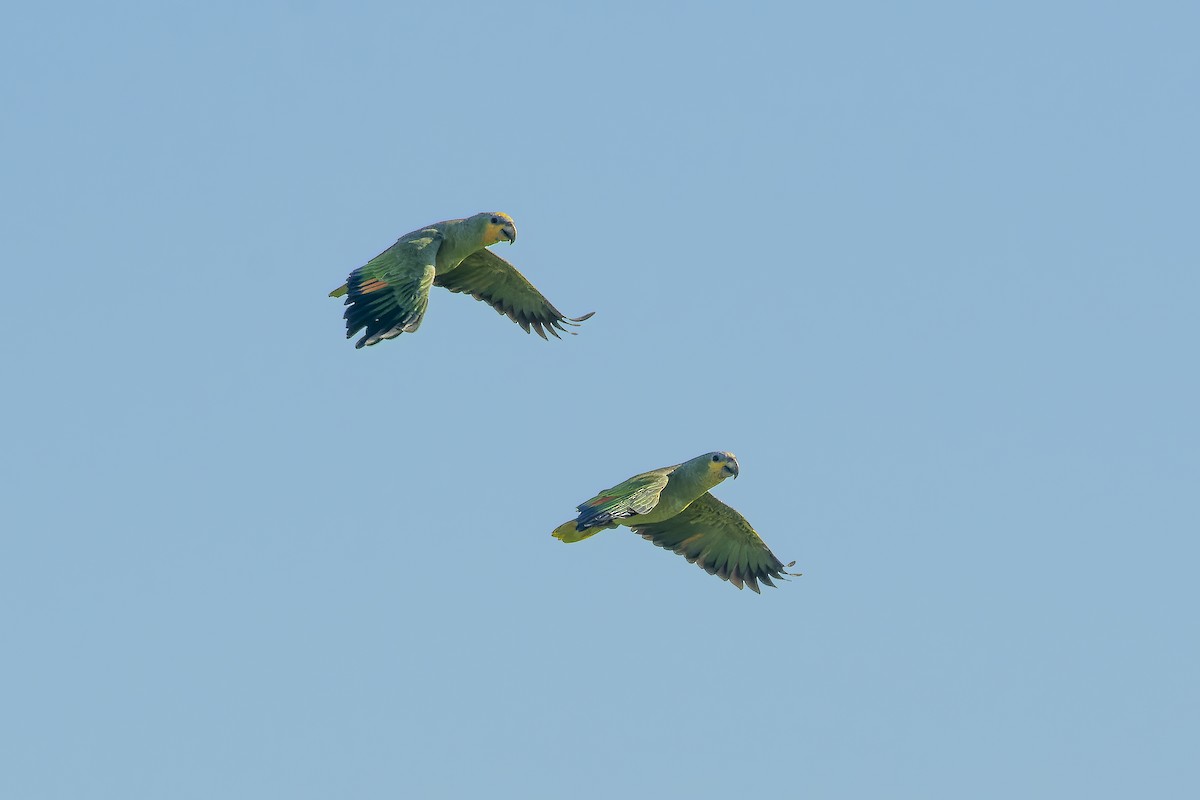 Orange-winged Parrot - ML470903041