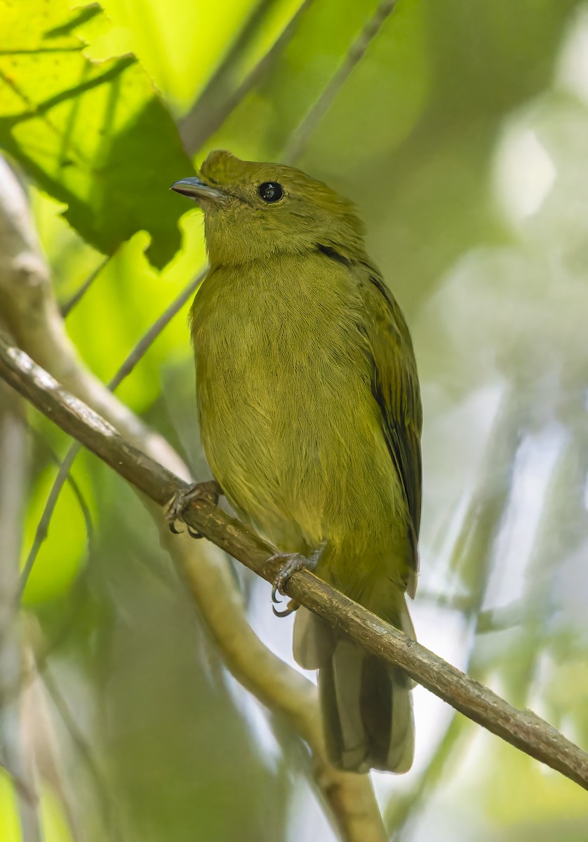 Boynuzlu Manakin - ML470903121