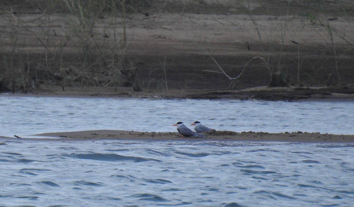 Black-bellied Tern - ML470903681