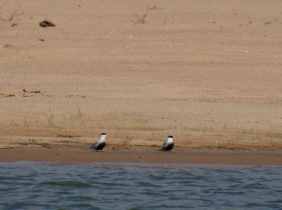 Black-bellied Tern - ML470903691