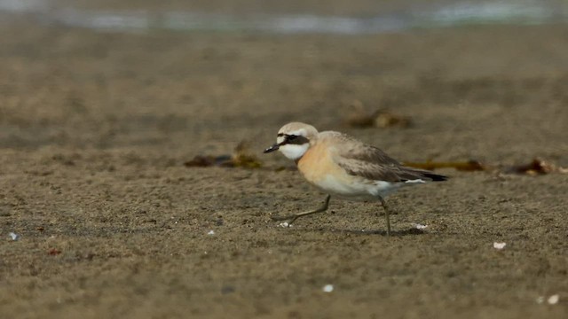 Siberian Sand-Plover - ML470903821