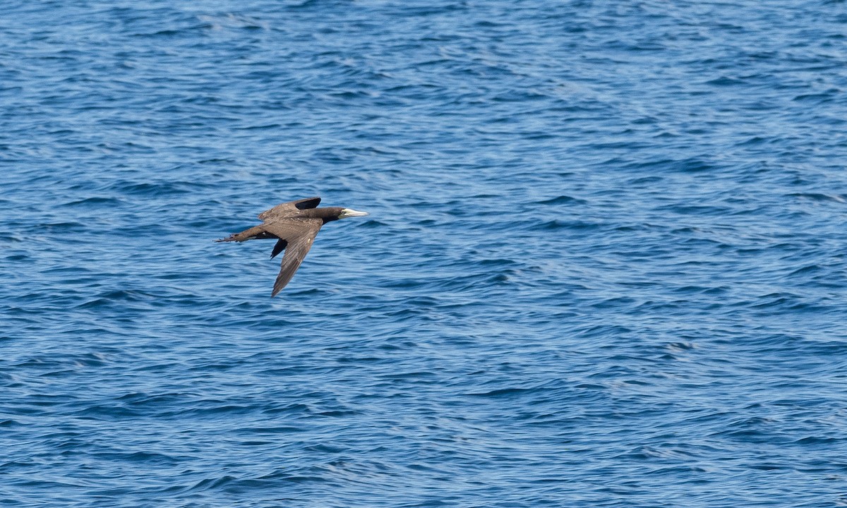 Brown Booby - ML470904291