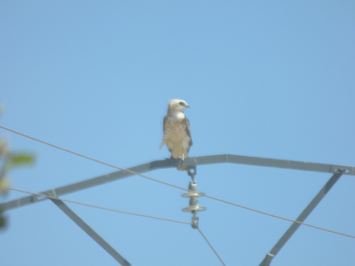 Short-toed Snake-Eagle - Guillermo González Medina