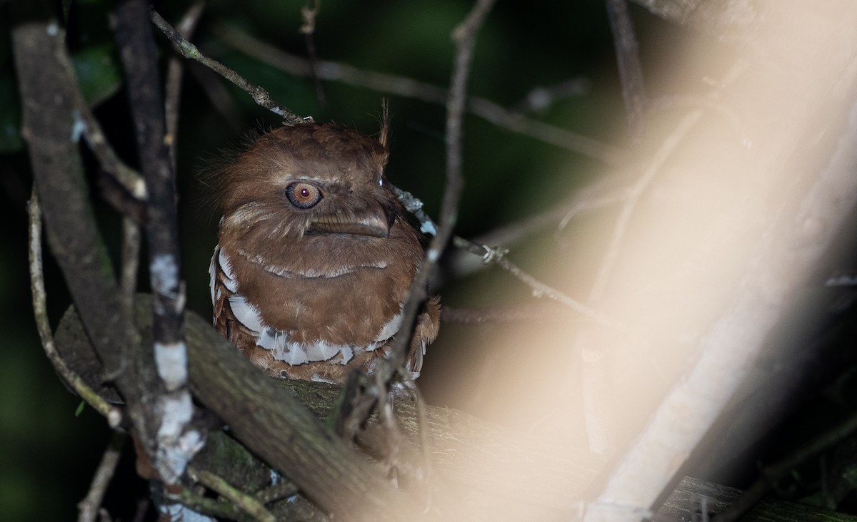 Philippine Frogmouth - ML470904331