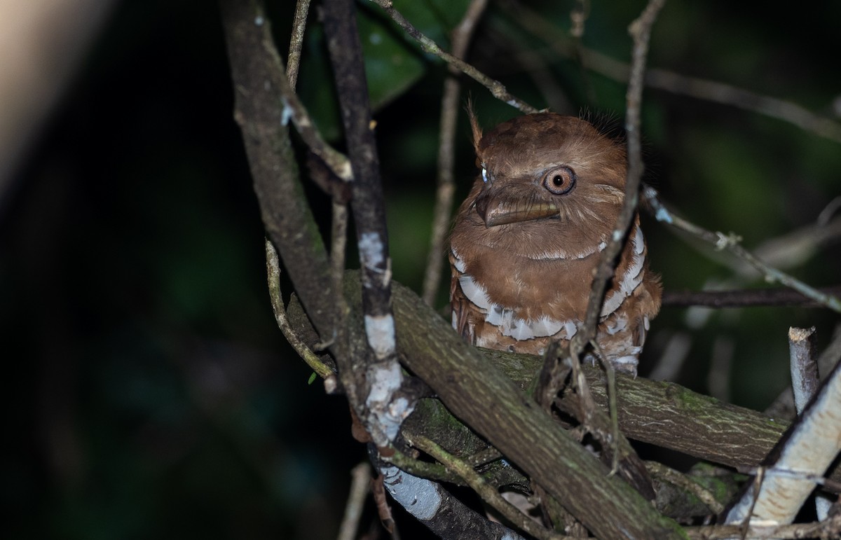 Philippine Frogmouth - ML470904341