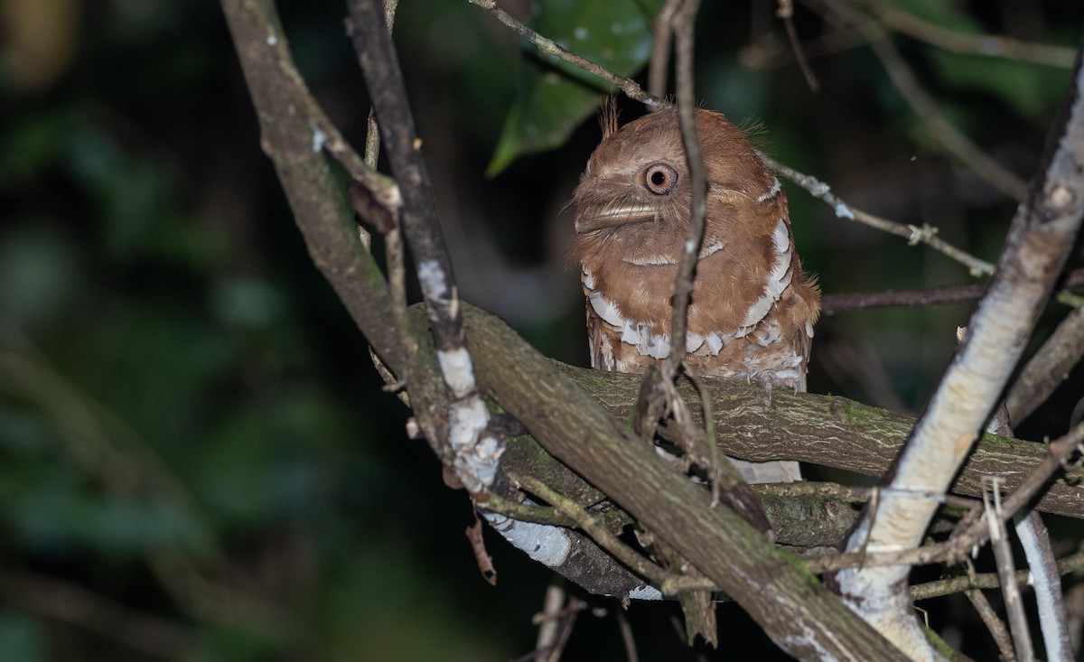 Philippine Frogmouth - ML470904351