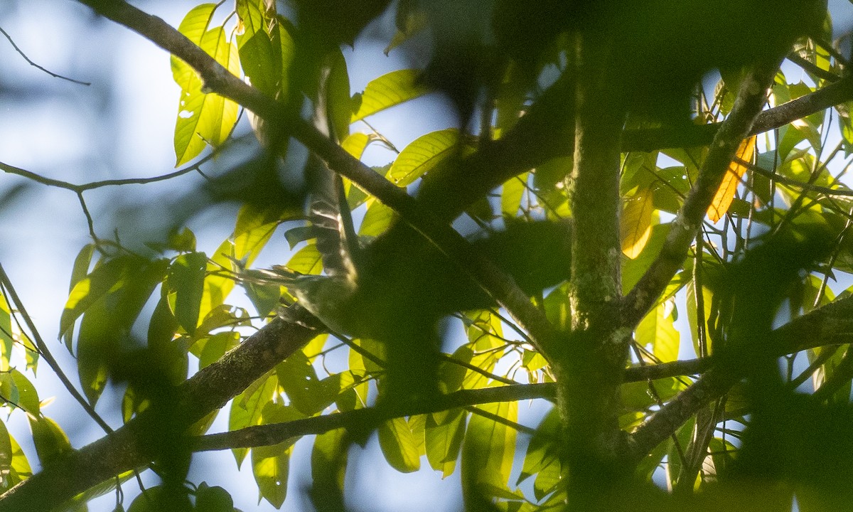 Blue-backed Parrot - ML470904491