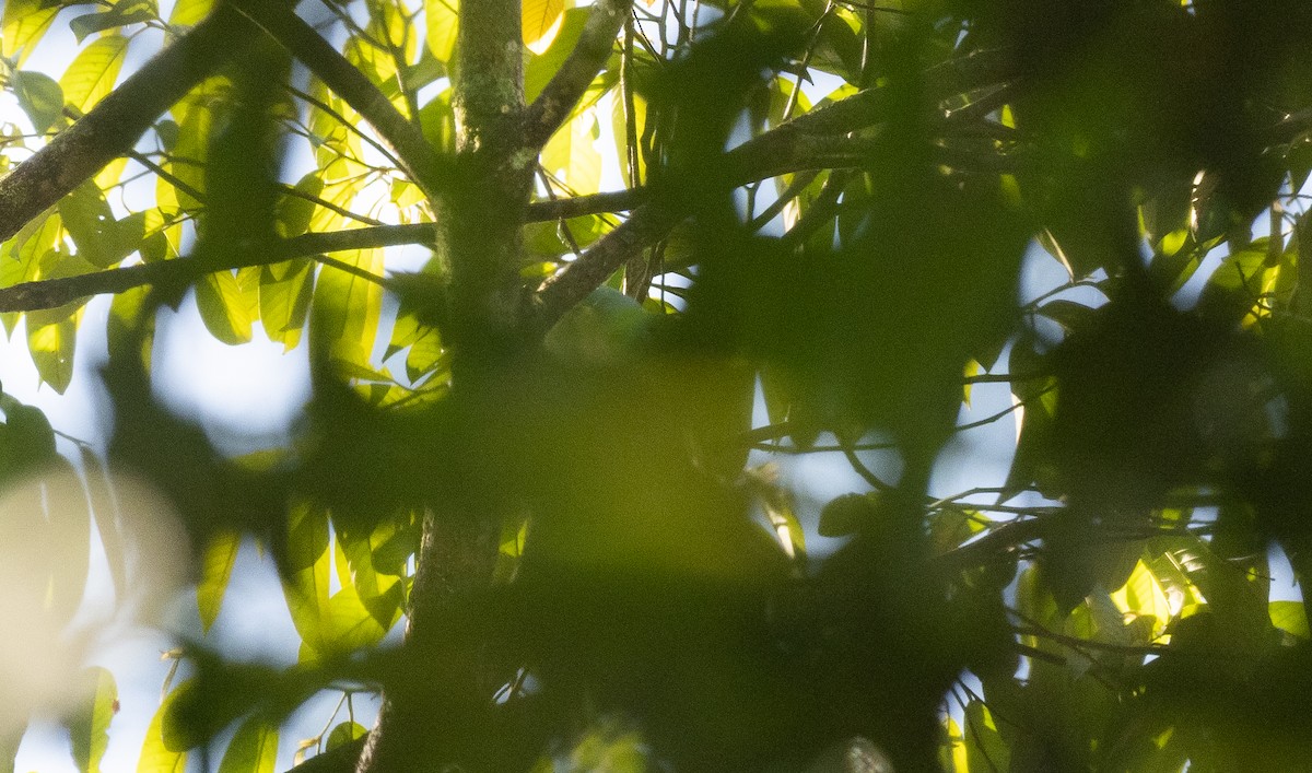 Blue-backed Parrot - ML470904501