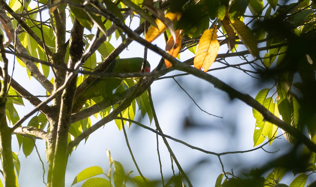 Blue-backed Parrot - ML470904521