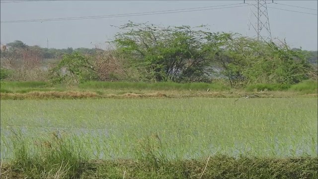 גיזרן הודי - ML470904661