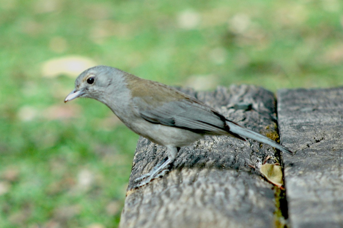 Gray Shrikethrush - ML470904831