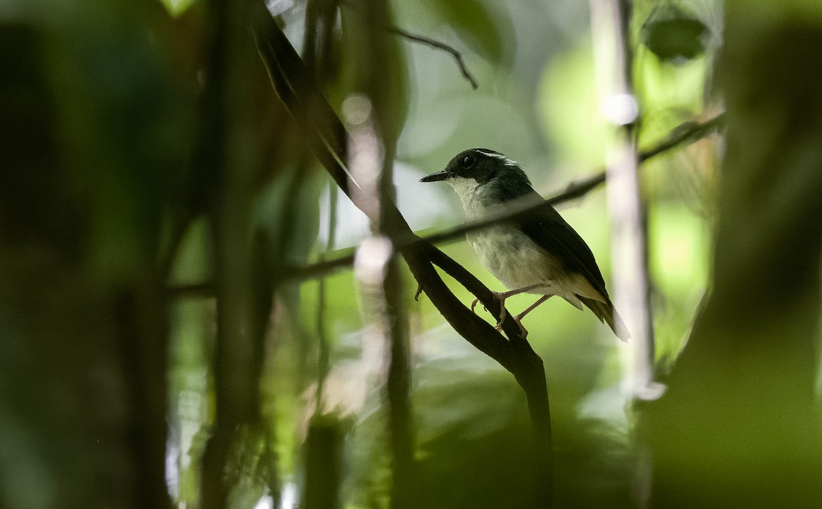 Little Slaty Flycatcher - ML470905041