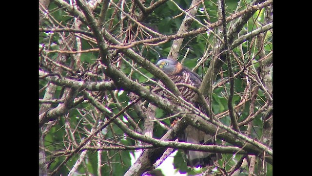 Hook-billed Kite - ML470905421