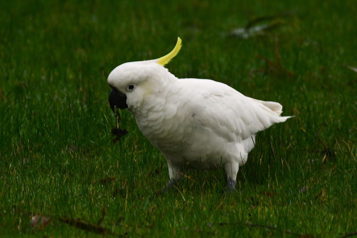 Sulphur-crested Cockatoo - Alfons  Lawen