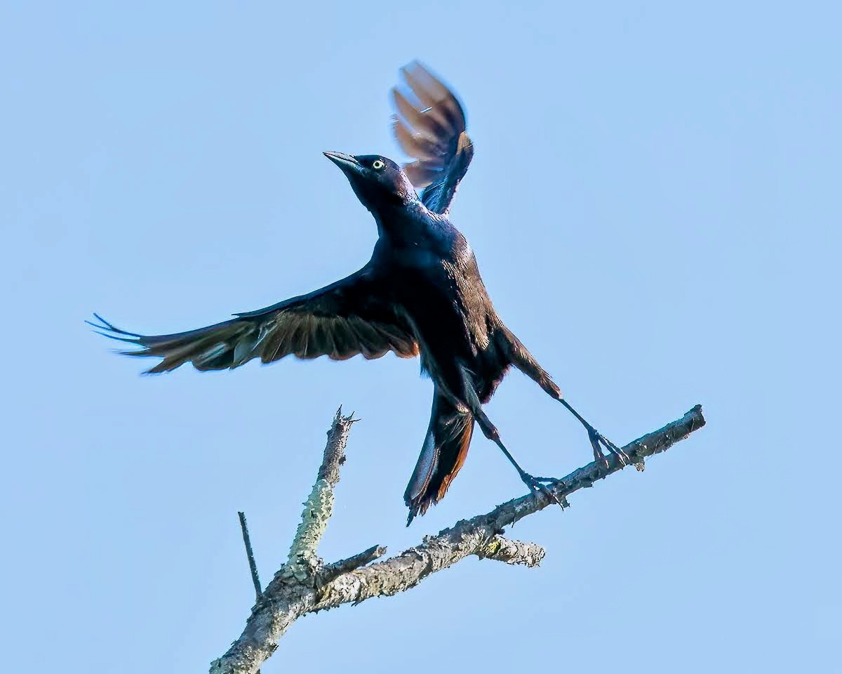 Common Grackle - ML470906611