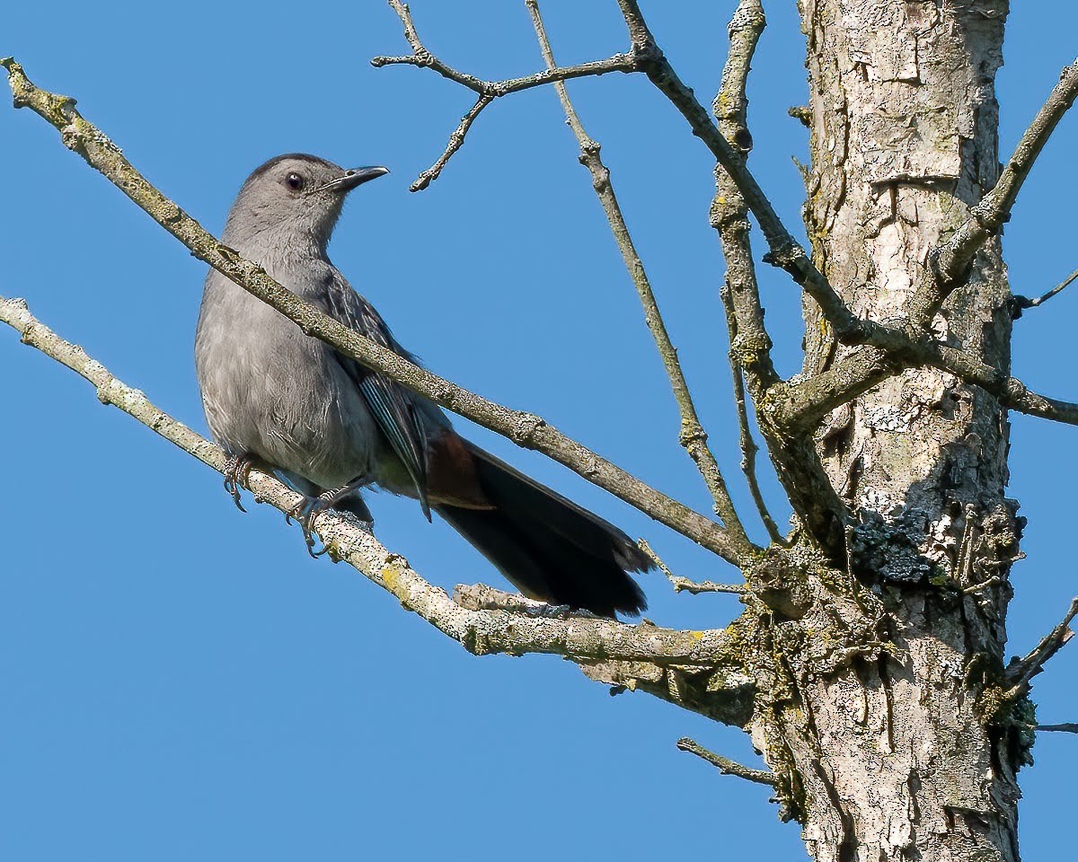 Miaulari grisa - ML470906711