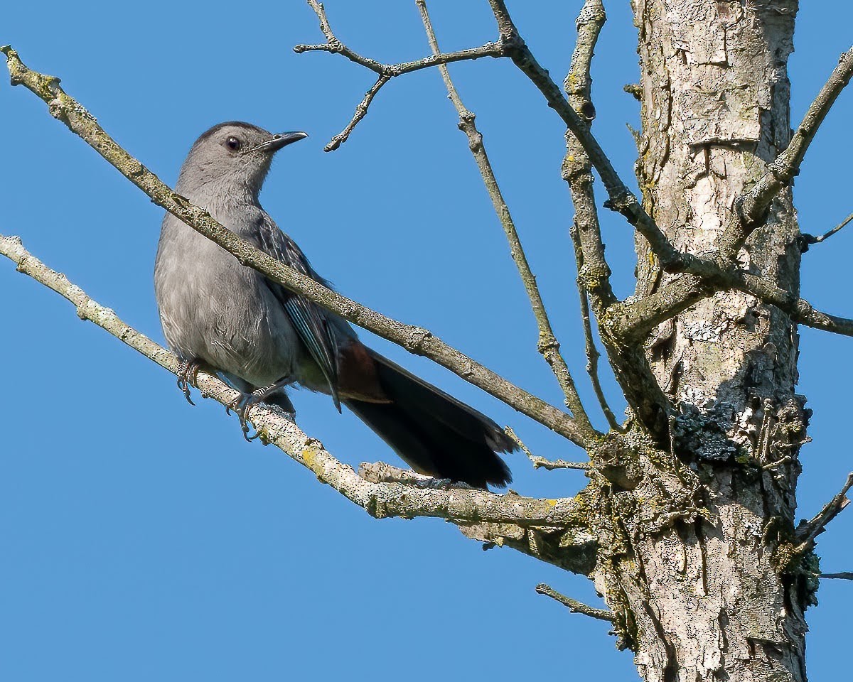 Gray Catbird - ML470906711