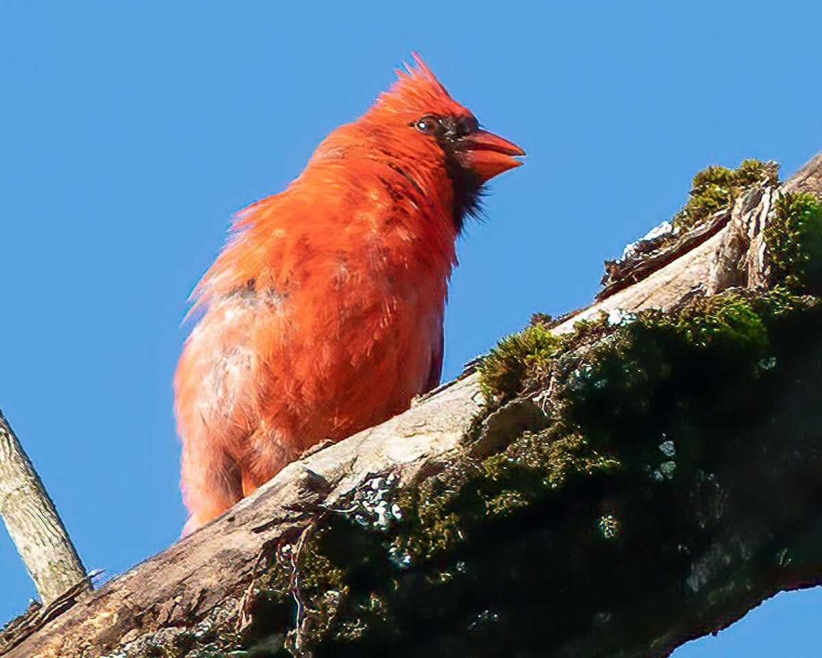 Northern Cardinal - ML470906731