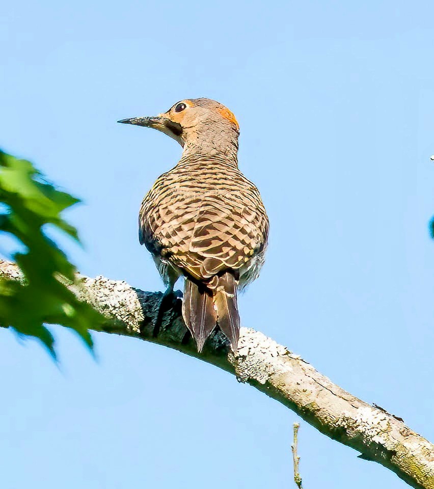 Northern Flicker - ML470906751