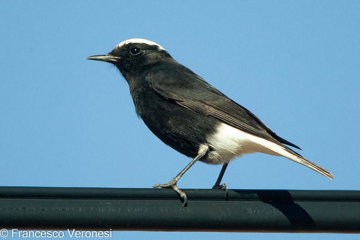 White-crowned Wheatear - ML470908171