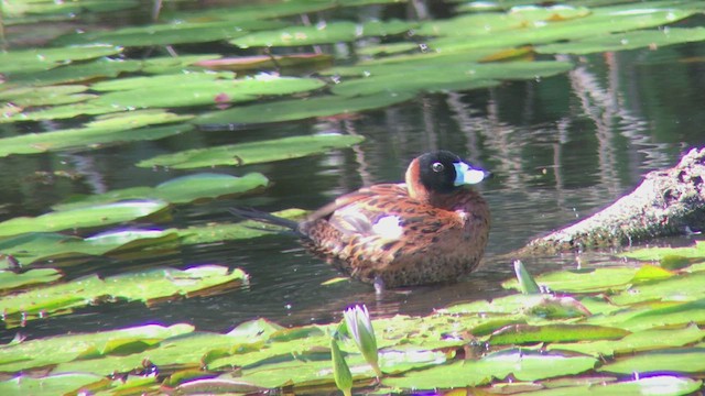 Masked Duck - ML470908861