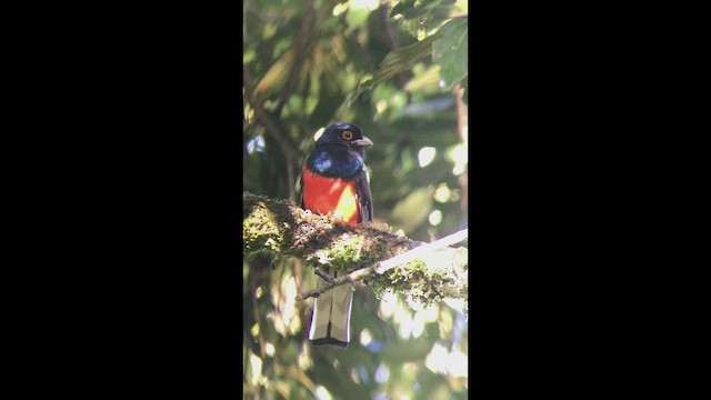 trogon surucua (ssp. surrucura) - ML470909731