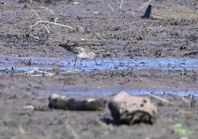 Pectoral Sandpiper - ML470909931