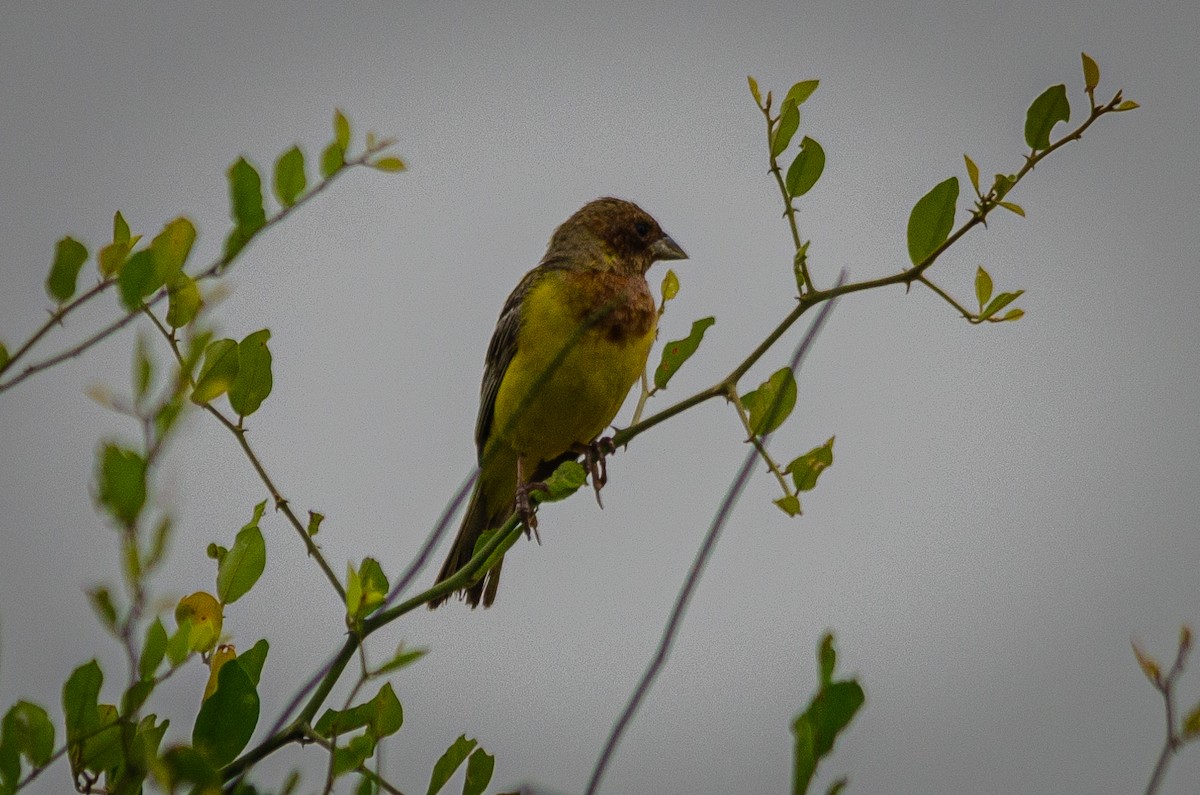 Red-headed Bunting - ML470910241