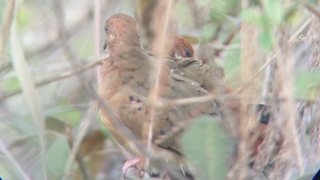 Blue-eyed Ground Dove - ML470912651