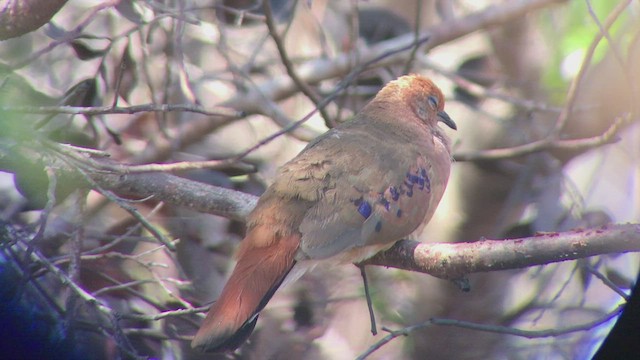 Blue-eyed Ground Dove - ML470912941