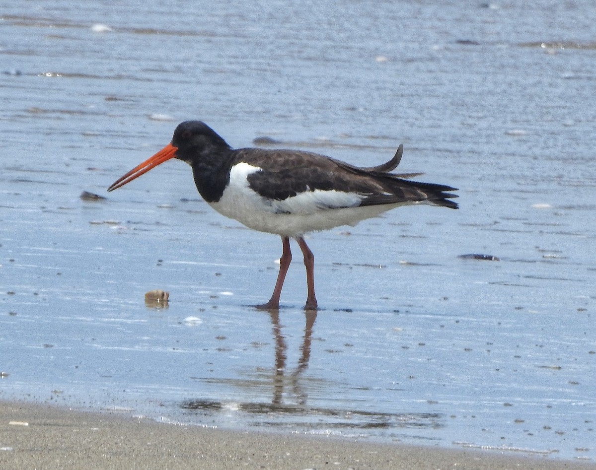 Eurasian Oystercatcher - ML470915081