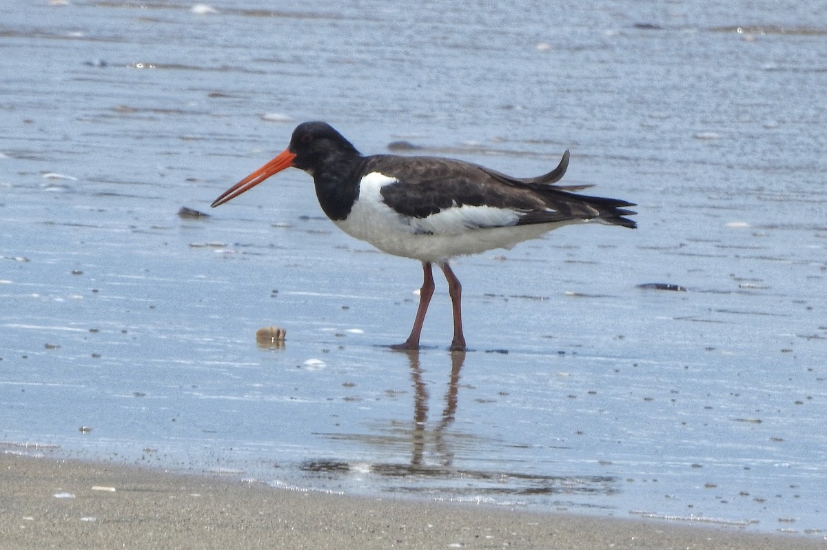 Eurasian Oystercatcher - ML470915091