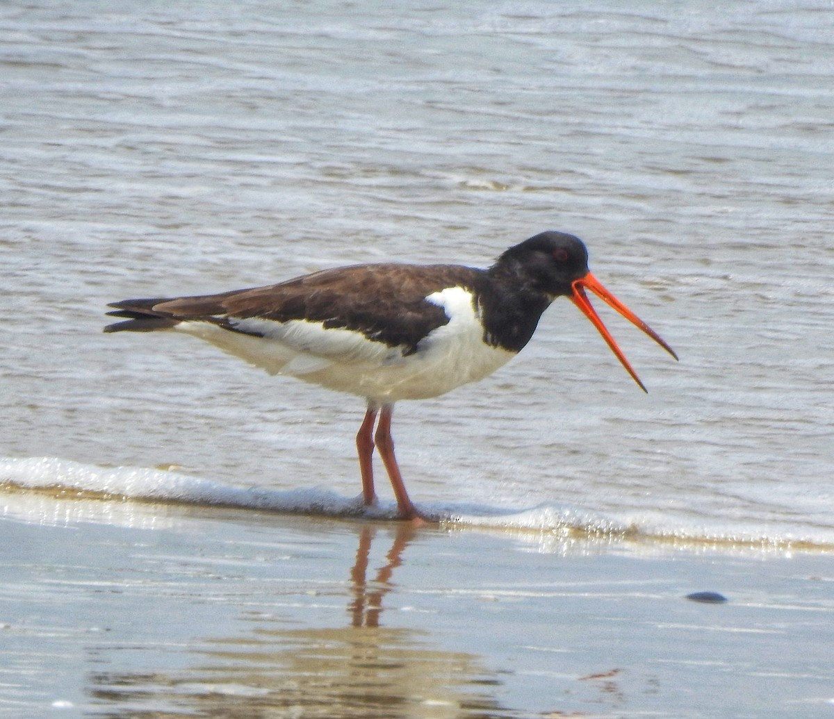 Eurasian Oystercatcher - ML470915111