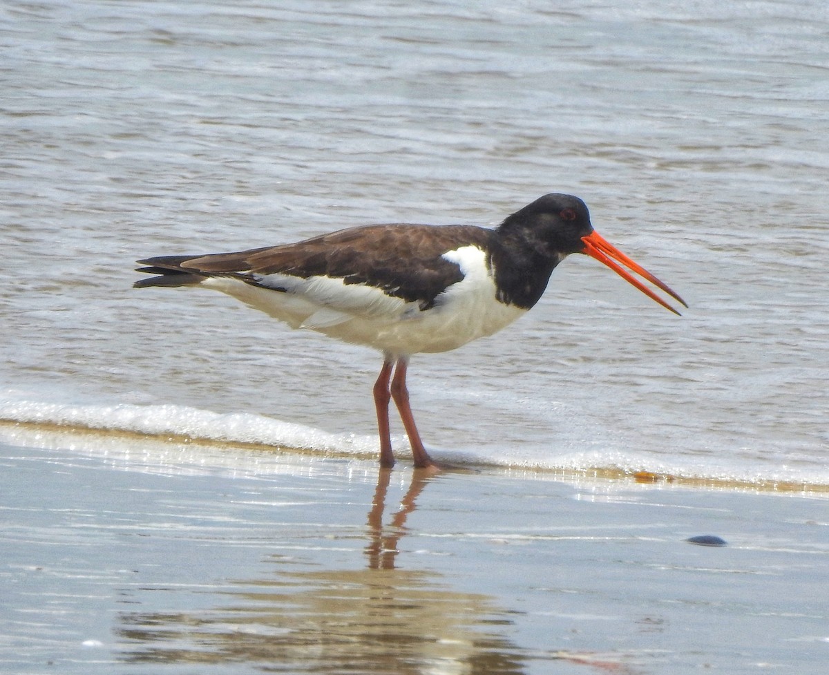 Eurasian Oystercatcher - ML470915121