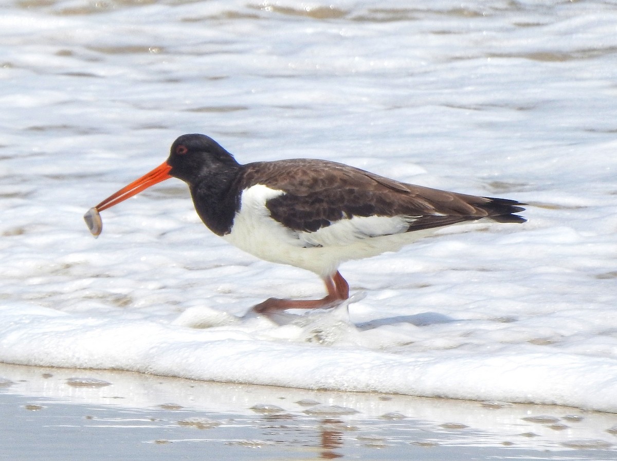 Eurasian Oystercatcher - ML470915131