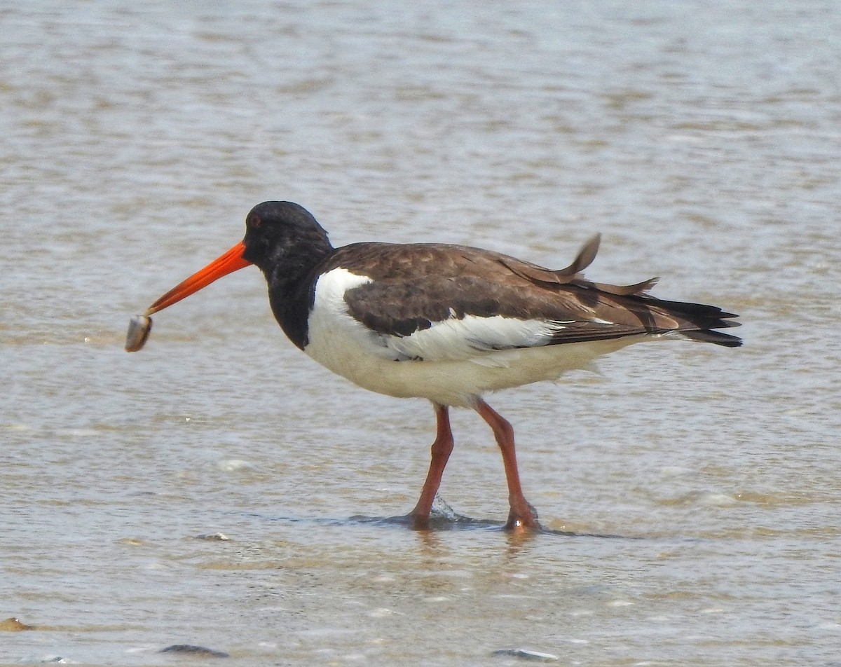 Eurasian Oystercatcher - ML470915151