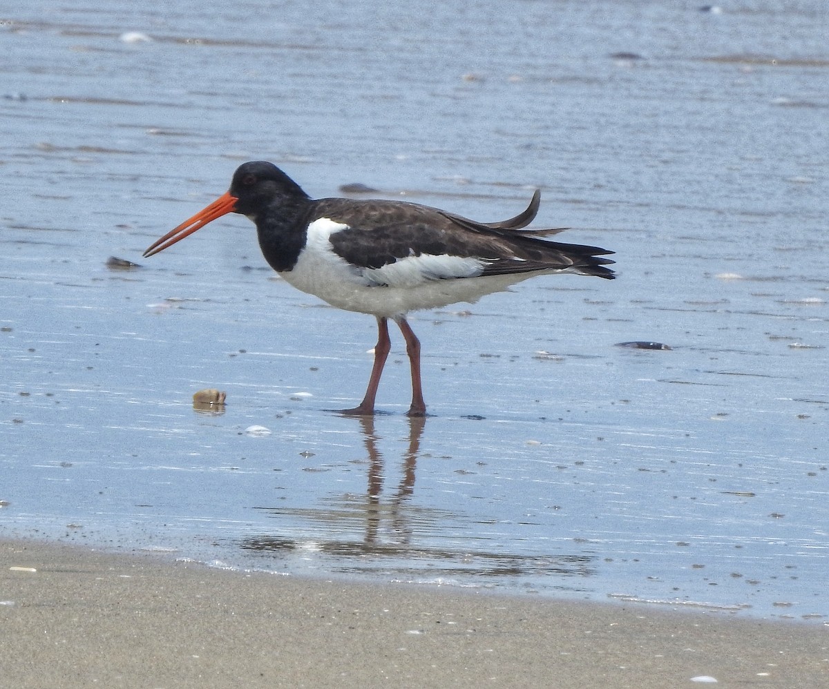 Eurasian Oystercatcher - ML470915171