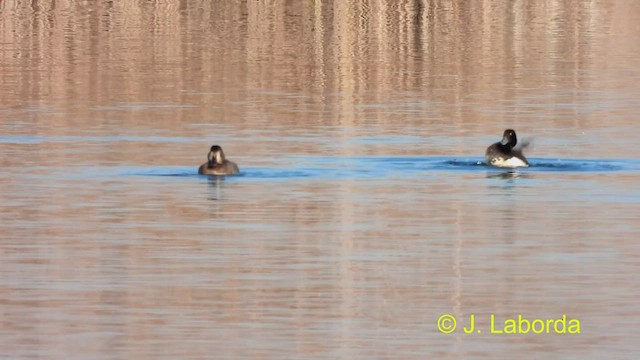 Tufted Duck - ML470915731
