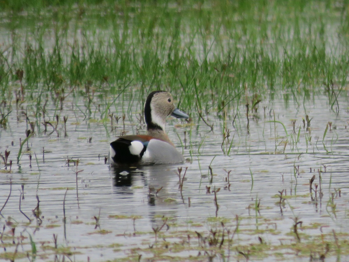 Ringed Teal - ML470916541