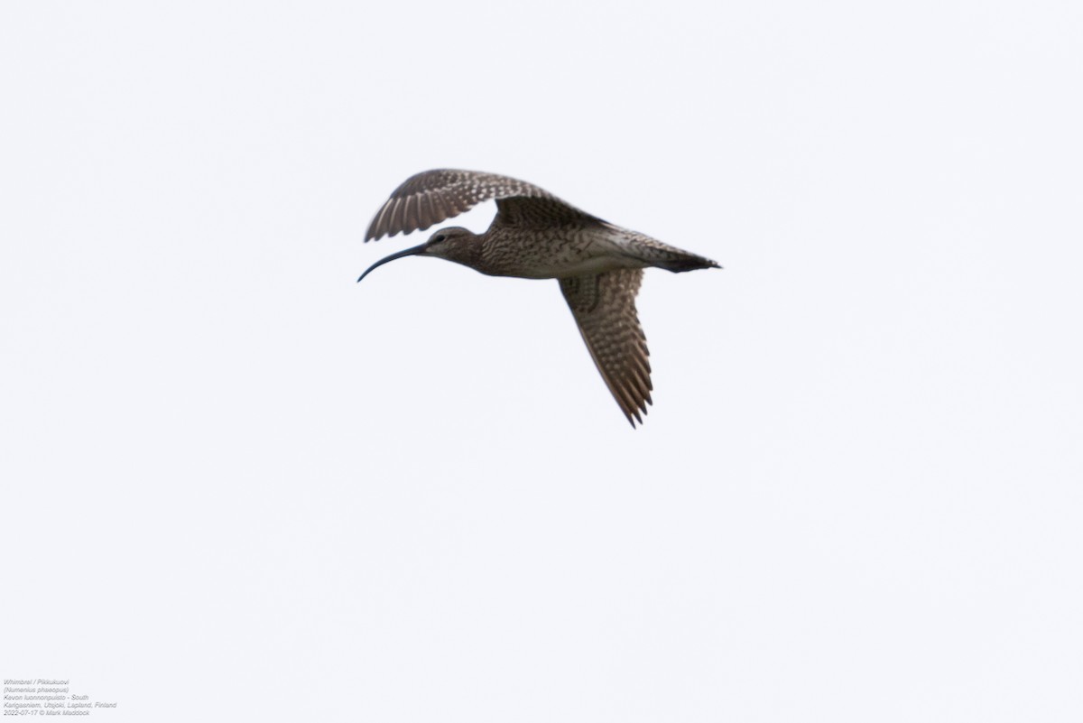 Whimbrel (European) - ML470917121