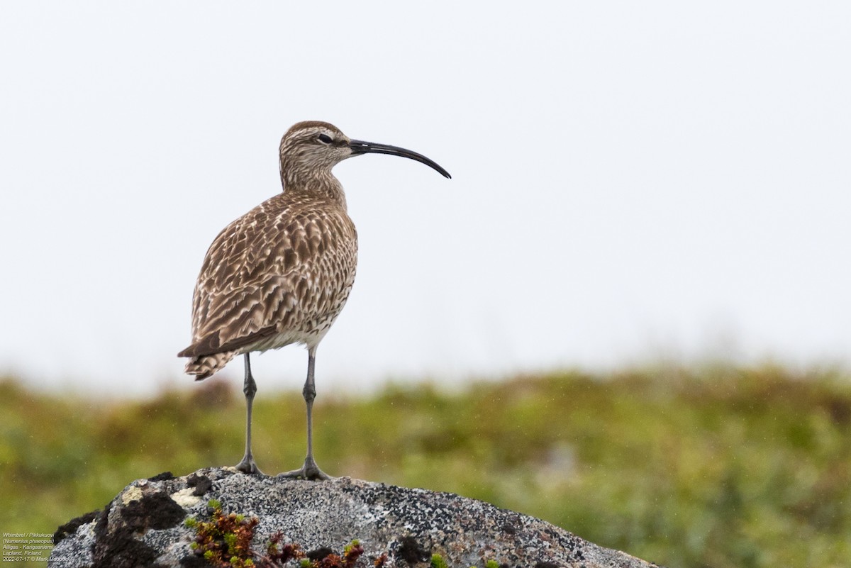 Whimbrel (European) - Mark Maddock