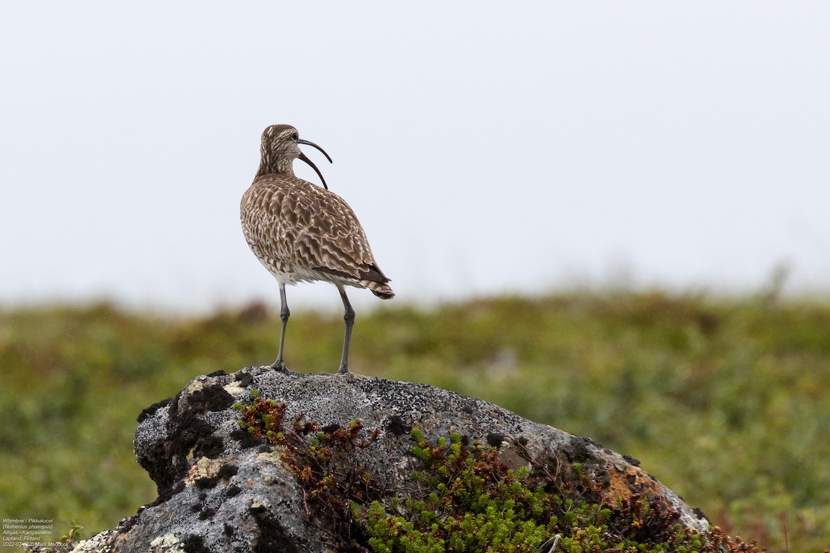 Whimbrel (European) - ML470918761