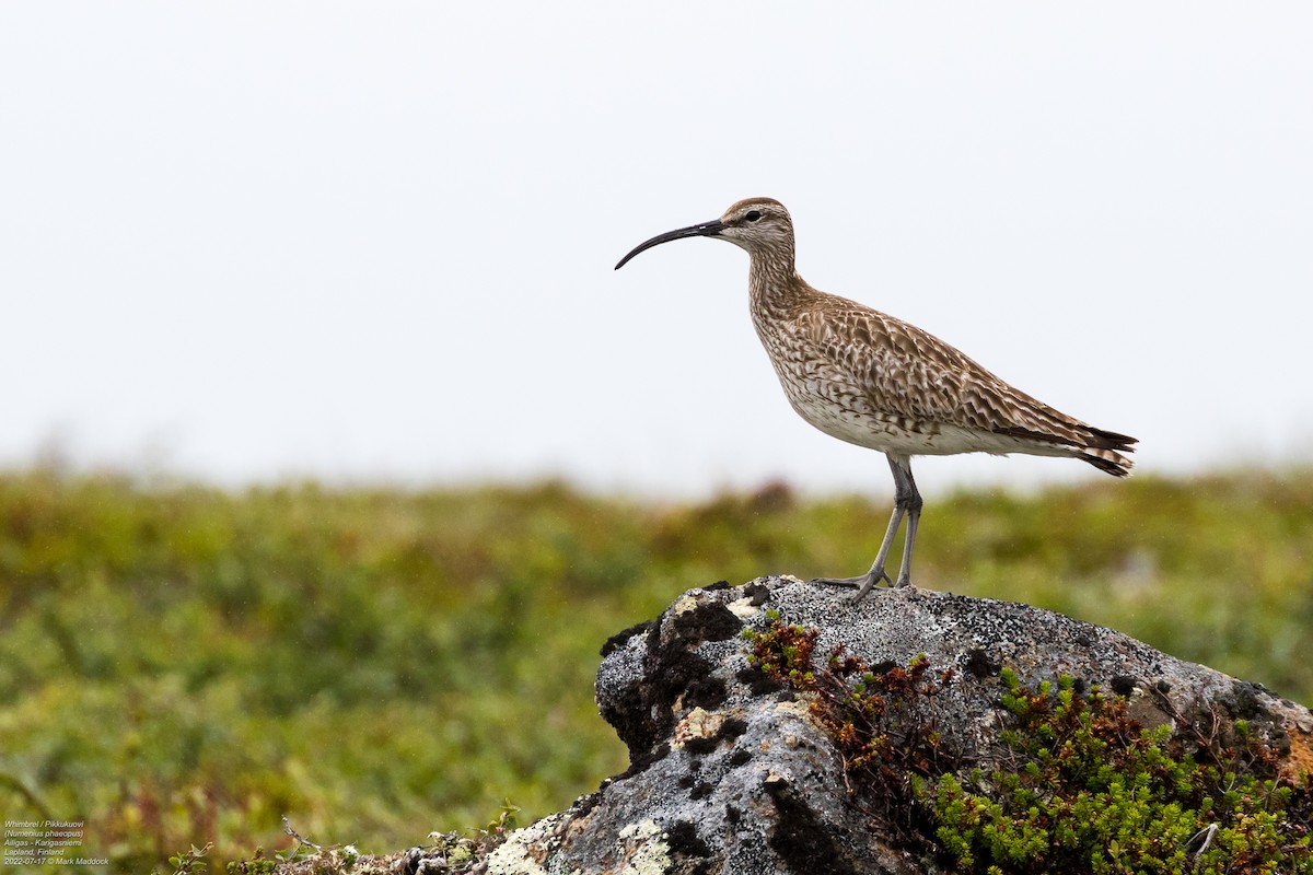 Whimbrel (European) - ML470918771