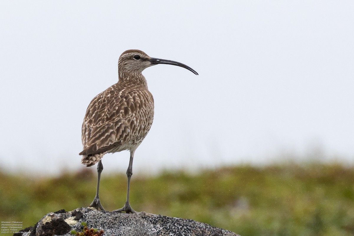 småspove (phaeopus) - ML470918811