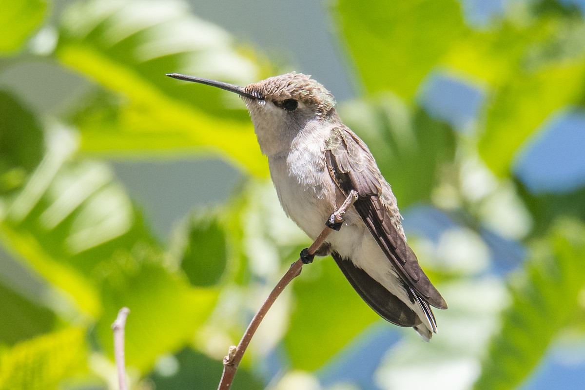 Black-chinned Hummingbird - ML470918951