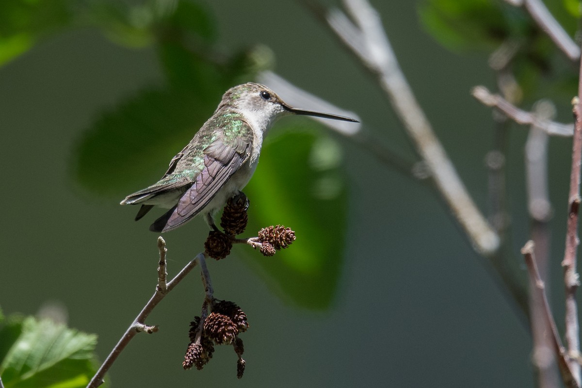 Black-chinned Hummingbird - ML470918961