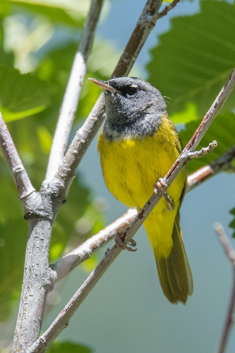 MacGillivray's Warbler - ML470919061