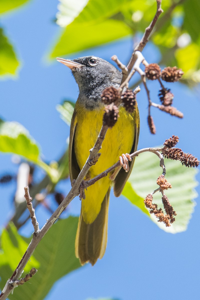 MacGillivray's Warbler - ML470919081