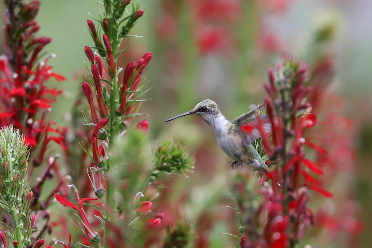 Ruby-throated Hummingbird - ML470919741